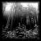 Nevergreen