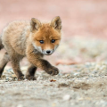 RainbowFox