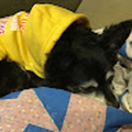 81rfthomaswoodworth21_gmail_com