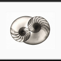 Nautilus