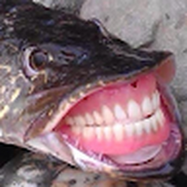 _Sakana_