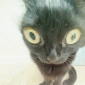 meow