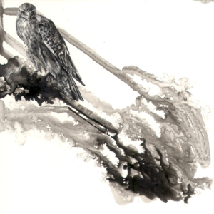 A Certain Stray Hawk