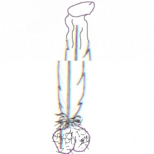 penisdragon `',