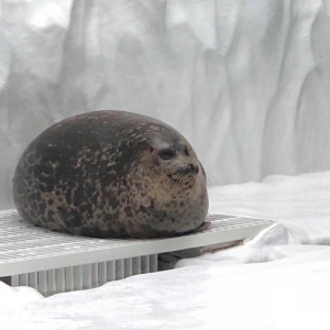 SEEL
