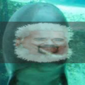 Smiley Dolphin