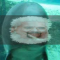 Smiley Dolphin