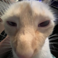 aGermanIdiot