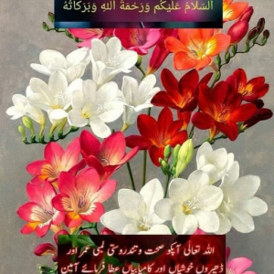 Aimy