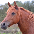 ajohnson7181_apps4pps_net