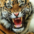 akamran_sesbadalona_cat