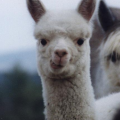 Alpacaman47