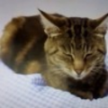 Alphakatt