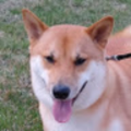 aluchu