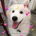 Gemini_Ash