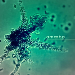 amœba2