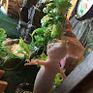 AngryFrog