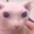 Anisen