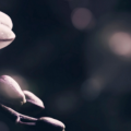 Anony_mouse