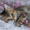 KittenLove1311
