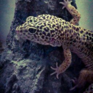 Ariock