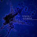 Ketram & Amoeba