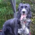 aservicedogtrainer_gmail_com