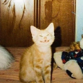 autisticat_