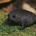 avacadofrog
