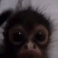 babapiro123