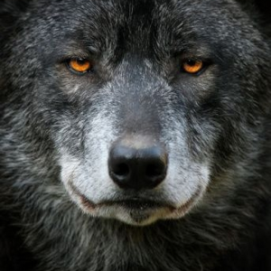 BaileyWolf