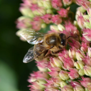 Bashbee