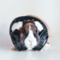 BassBunnyMusic
