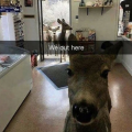 KλR