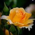 bcharansaireddy54321_gmail_com