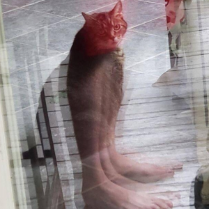 beans1