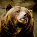 Bearhoodin