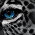 BeastVisions