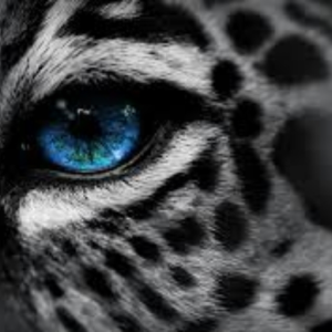 BeastVisions