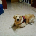 beatriz_cebolla
