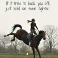 Horse lover