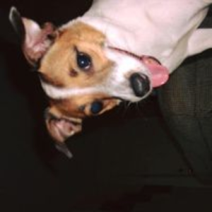 BellesPapi