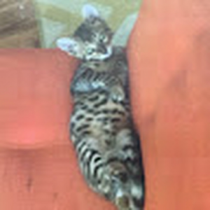 BenjiTheCat