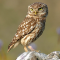 Lizard282Mrs. Owl
