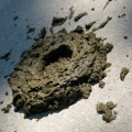 BigBadcrapInTheHouse