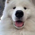 bigfloof