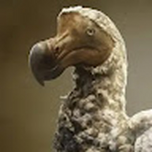 bigojsimp