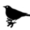 bigtowedfinch