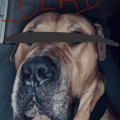 Bihipie