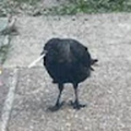 birdmane